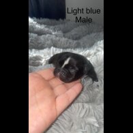 French Bulldog - Both