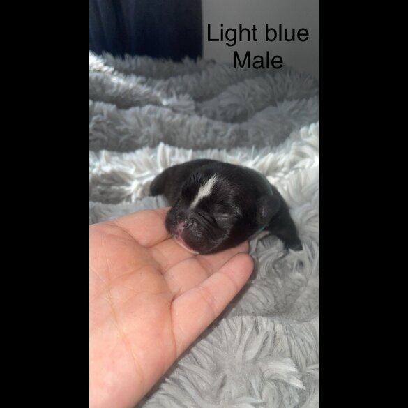French Bulldog - Both