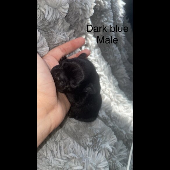 French Bulldog - Both