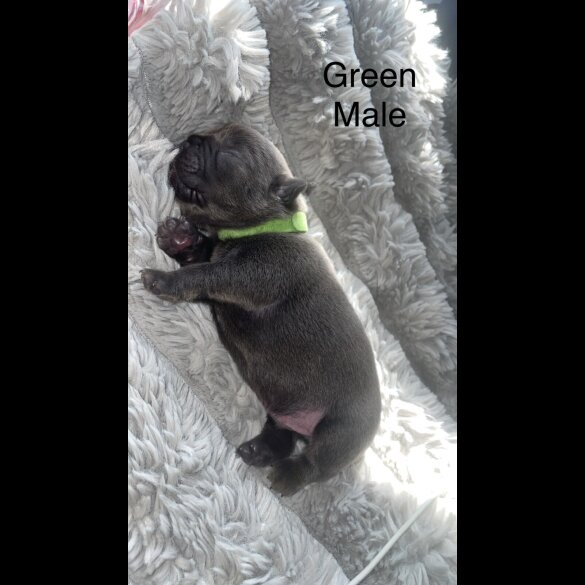 French Bulldog - Both