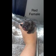 French Bulldog - Both