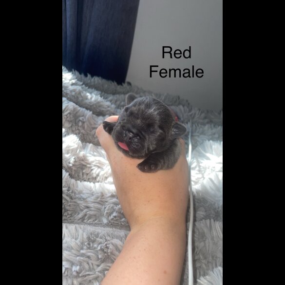 French Bulldog - Both