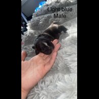 French Bulldog - Both