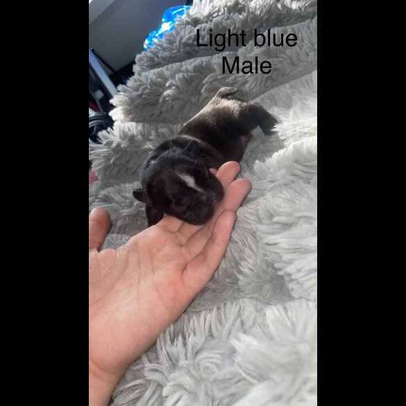 French Bulldog - Both