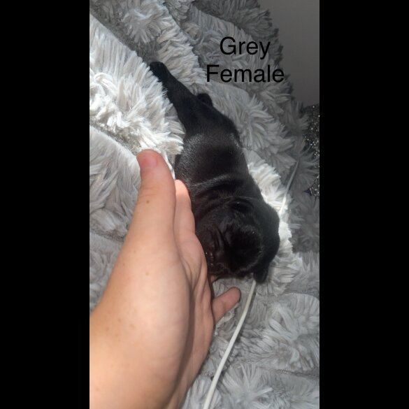 French Bulldog - Both