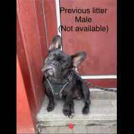 French Bulldog - Both