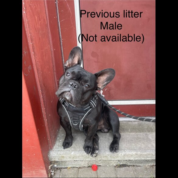 French Bulldog - Both