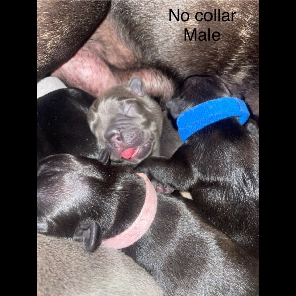 French Bulldog - Both