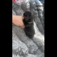 French Bulldog - Both