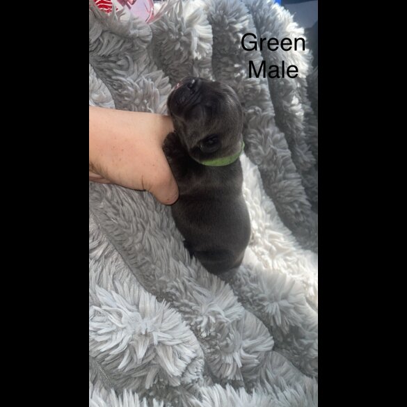 French Bulldog - Both