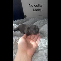 French Bulldog - Both