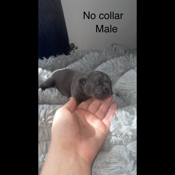 French Bulldog - Both