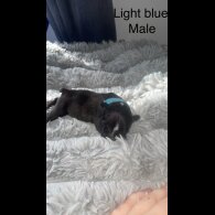 French Bulldog - Both