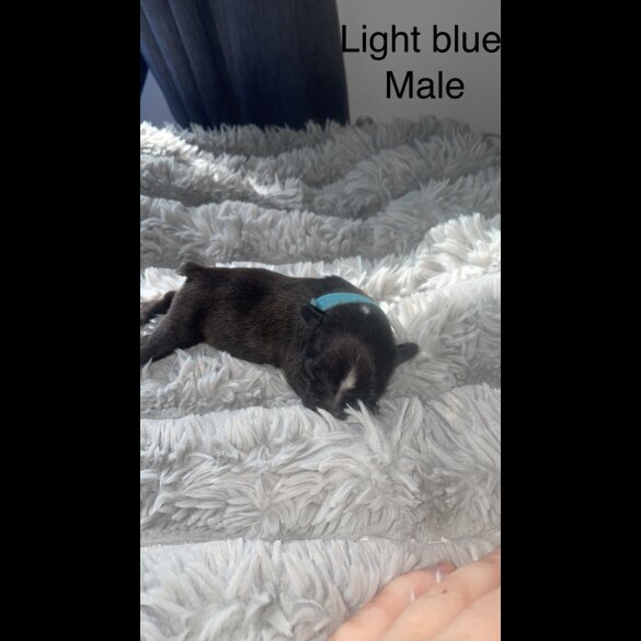 French Bulldog - Both