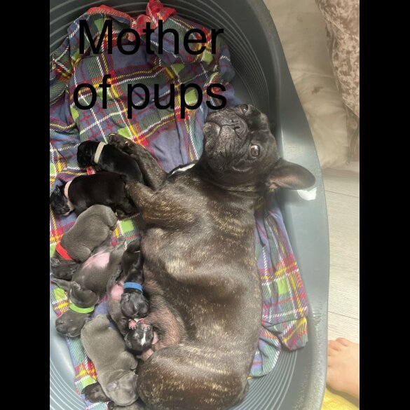 French Bulldog - Both