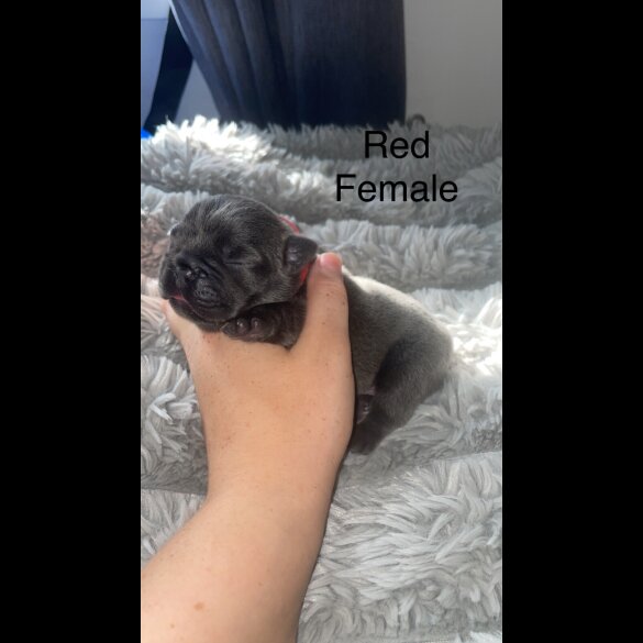 French Bulldog - Both