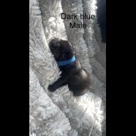 French Bulldog - Both