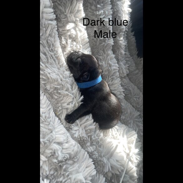 French Bulldog - Both