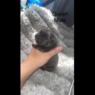 French Bulldog - Both