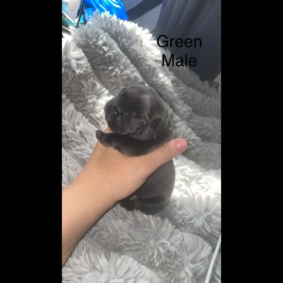 French Bulldog - Both
