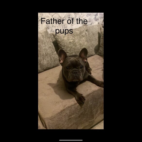 French Bulldog - Both
