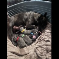 French Bulldog - Both