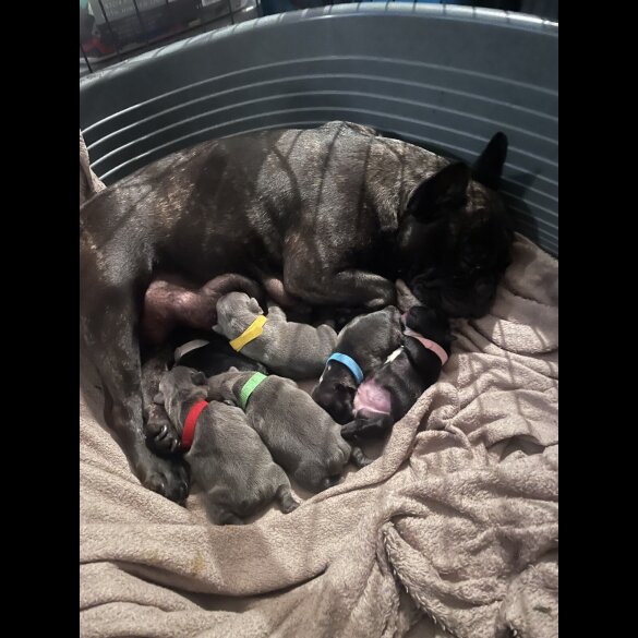 French Bulldog - Both