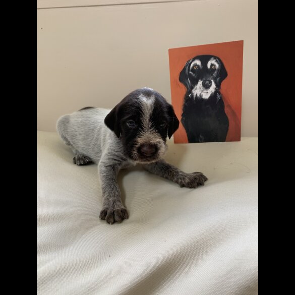 German Pointer - Both