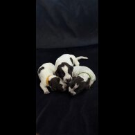 German Pointer - Both