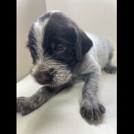 German Pointer - Both