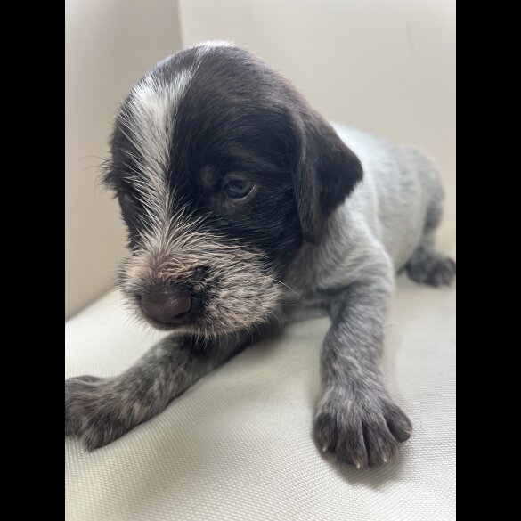 German Pointer - Both