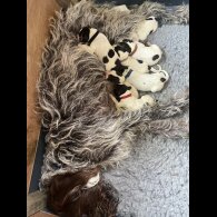 German Pointer - Both