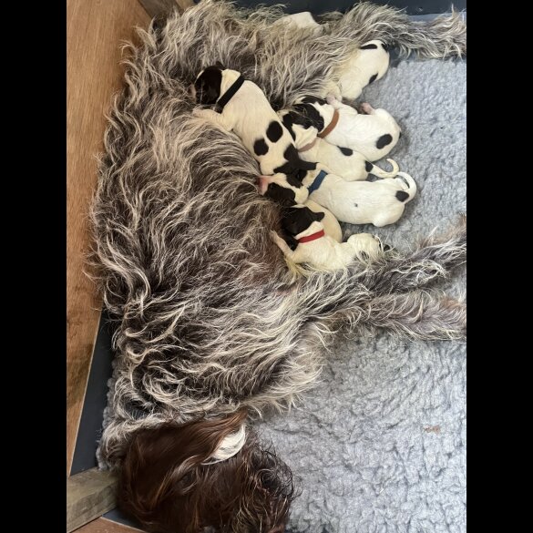 German Pointer - Both