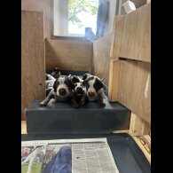 German Pointer - Both