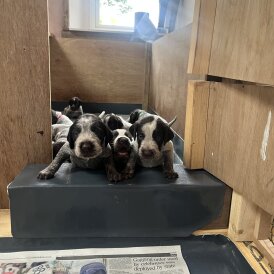German Pointer - Both