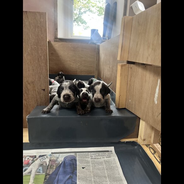 German Pointer - Both