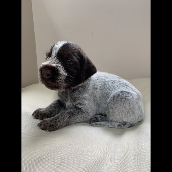 German Pointer - Both