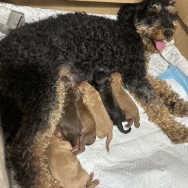 Cavapoo - Both
