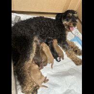 Cavapoo - Both