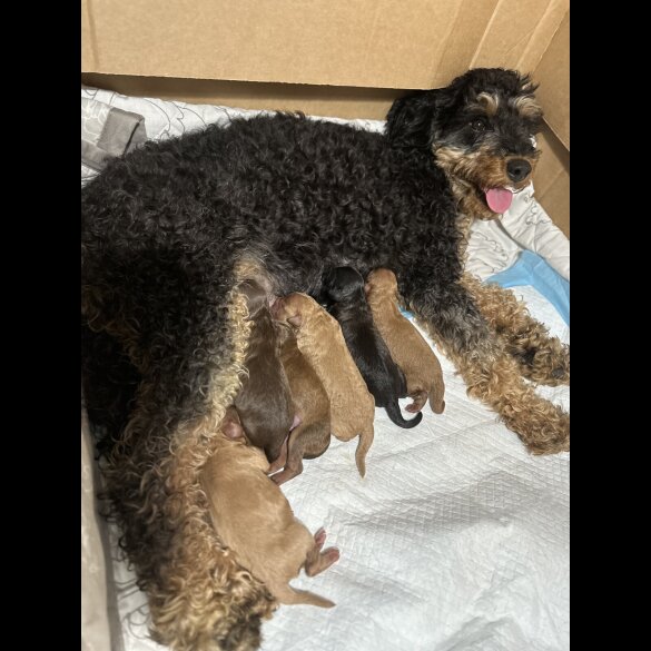Cavapoo - Both