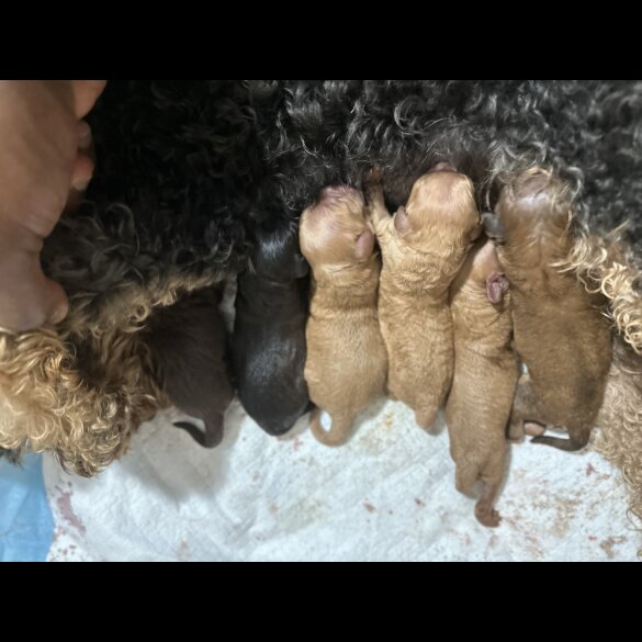 Cavapoo - Both