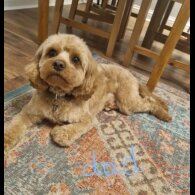 Cavapoo - Both