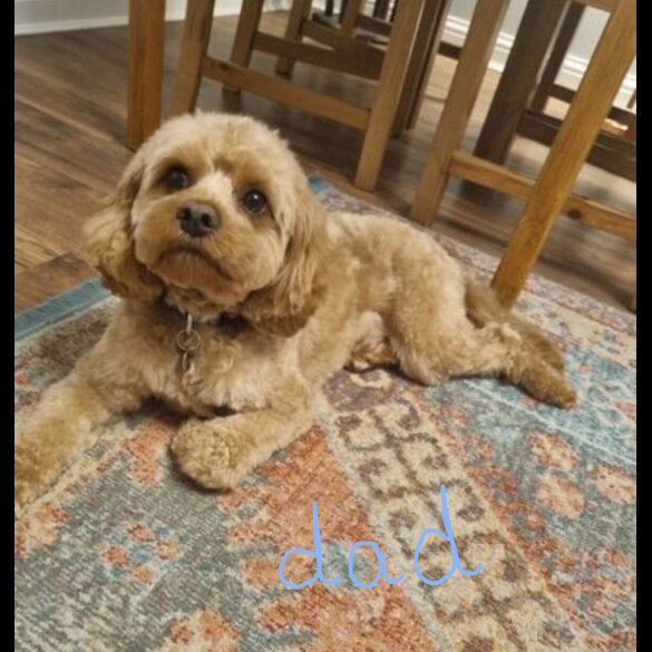 Cavapoo - Both