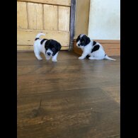 Jackapoo - Both