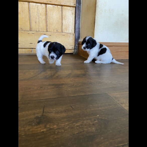 Jackapoo - Both