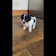 Jackapoo - Both