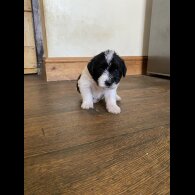 Jackapoo - Both