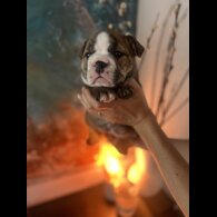 English Bulldog - Both