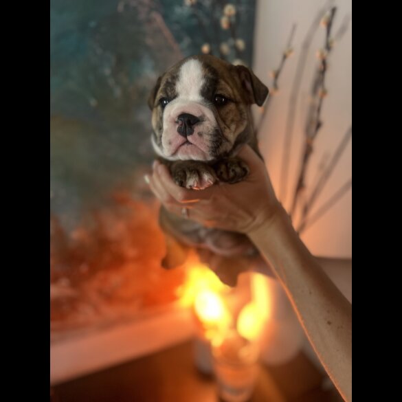 English Bulldog - Both