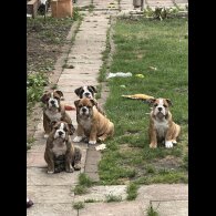 English Bulldog - Both